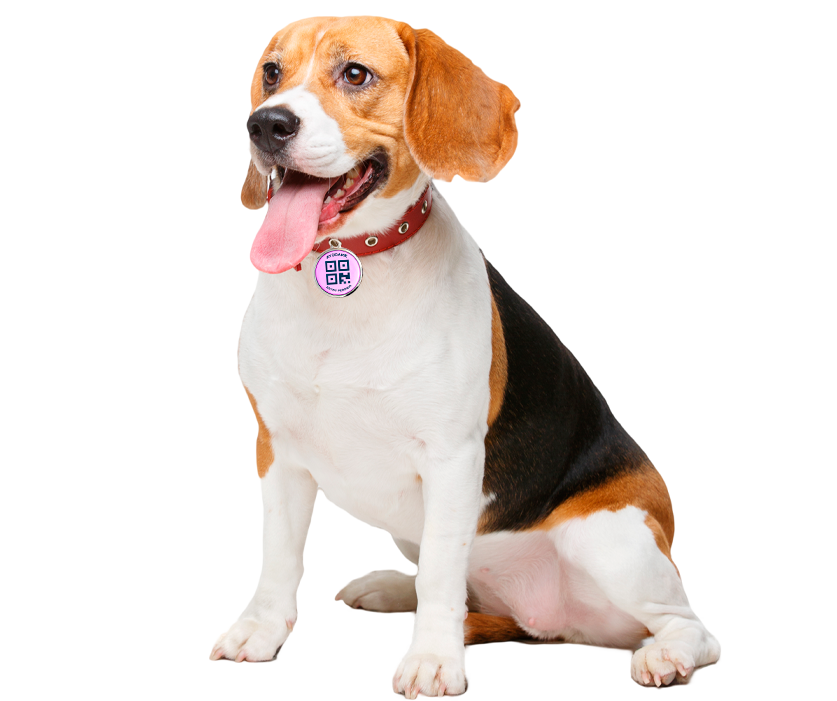 dog-image.png